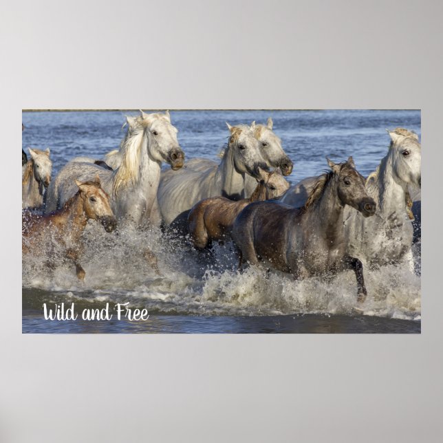 Horses galloping in the water poster (Front)