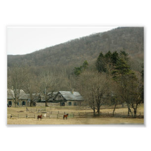 Horses Graze 7x5 Photographic Print