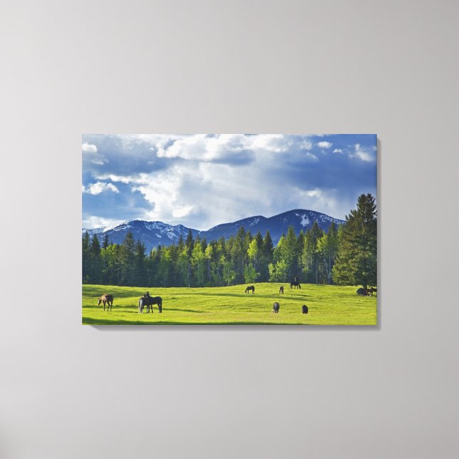 Horses graze in pasture near Whitefish, Canvas Print (Front)