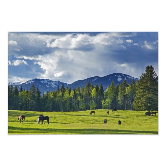 Horses graze in pasture near Whitefish, Photo Print (Front)