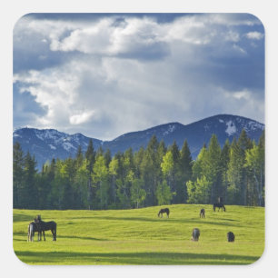 Horses graze in pasture near Whitefish, Square Sticker