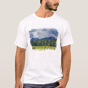 Horses graze in pasture near Whitefish, T-Shirt