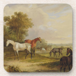 Horses Grazing: A Grey Stallion grazing with Mares Coaster