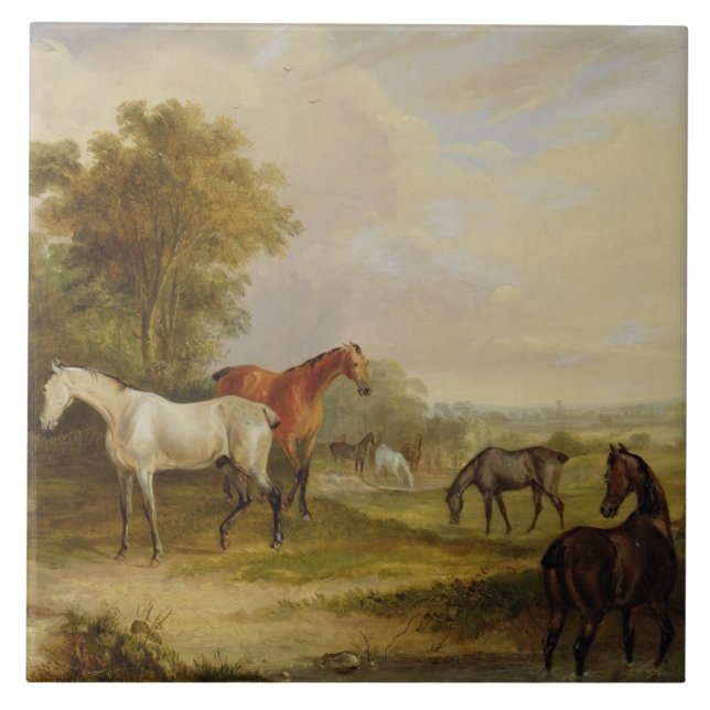 Horses Grazing: A Grey Stallion grazing with Mares Tile (Front)
