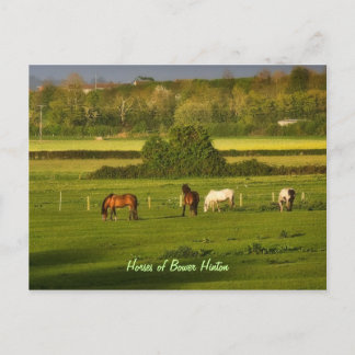Horses grazing at Bower Hinton, Somerset Postcard