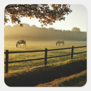 Horses Grazing in Sunrise Pasture Square Sticker