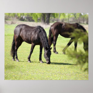 horses grazing on a horse farm poster