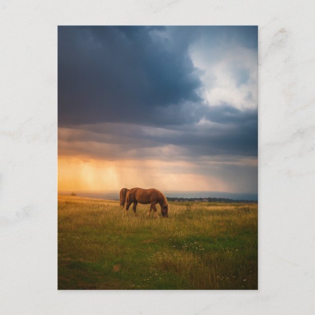Horses grazing on stormy day postcard (Front)