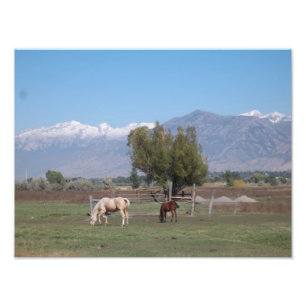 Horses Grazing Photo Print
