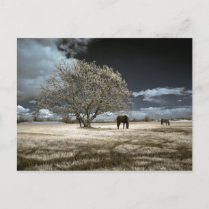 Horses Grazing Postcard