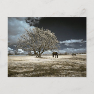 Horses Grazing Postcard