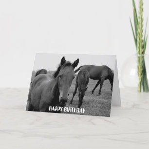 HORSES HAPPY BIRTHDAY card design