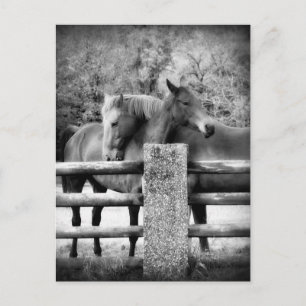 Horses Hugging - Horse Love Photograph Postcard