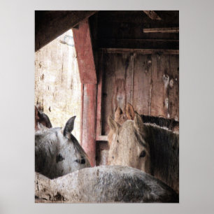 Horses in a Barn on a Rainy Day Poster