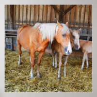 Horses in a stable