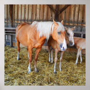 Horses in a stable poster