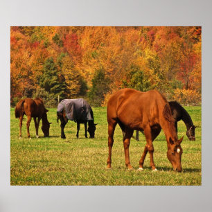 Horses in Autumn Poster