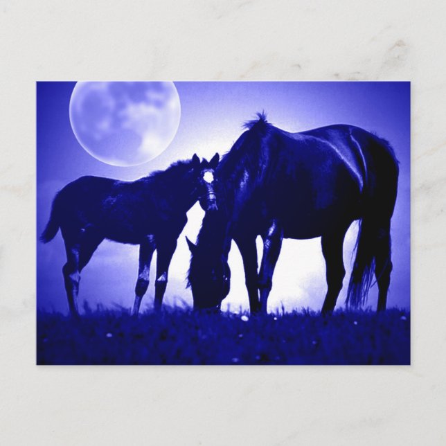 Horses in Blue Night Postcards (Front)