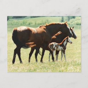 Horses in Field with Baby Colt Postcard