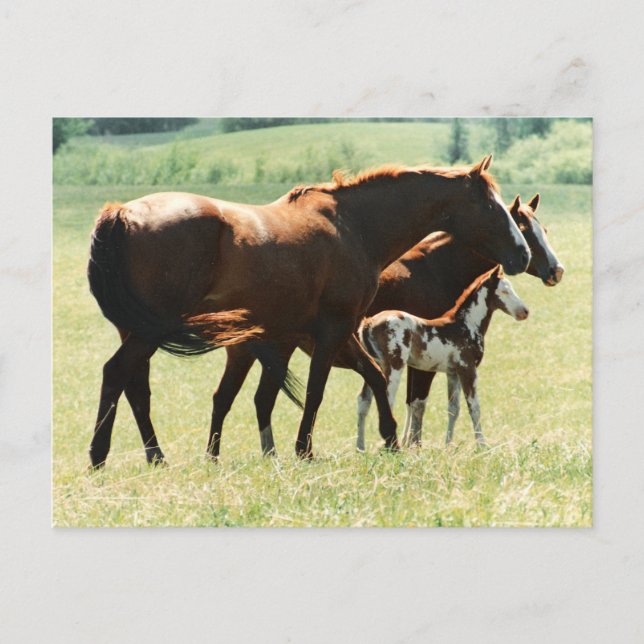Horses in Field with Baby Colt Postcard (Front)