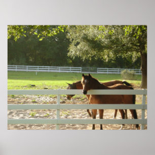 Horses in Horse Pasture photograph poster art