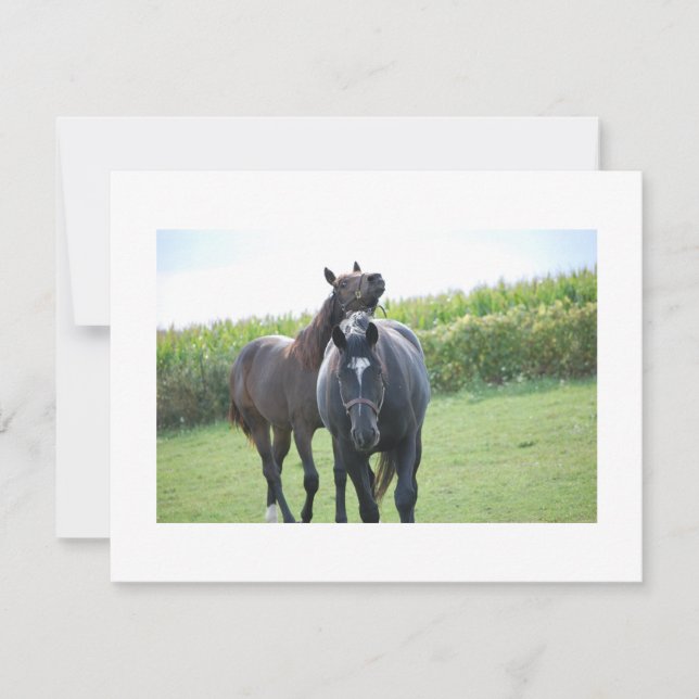 Horses in Love (Front)