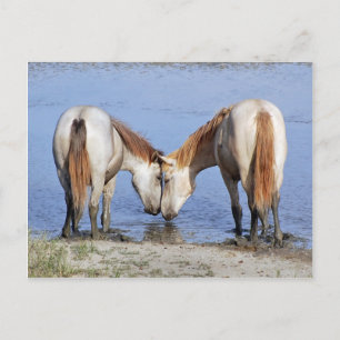 HORSES IN LOVE POSTCARD