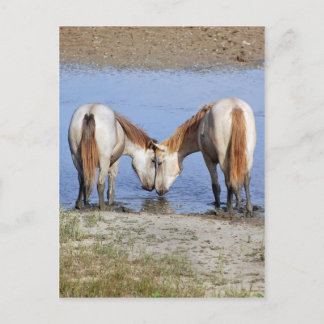 HORSES IN LOVE POSTCARD