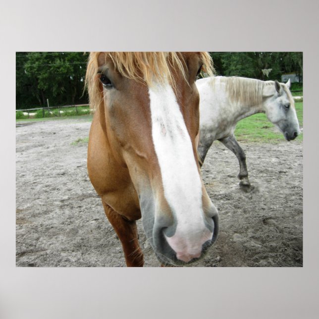 Horses in Ocala, Florida Art Poster (Front)