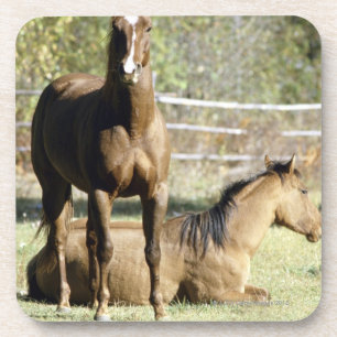 Horses in pasture coaster