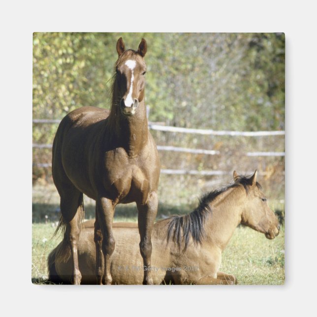 Horses in pasture magnet (Front)
