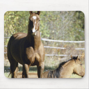 Horses in pasture mouse mat