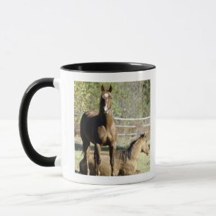 Horses in pasture mug