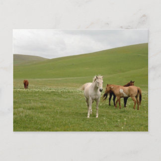 Horses in Pasture Postcard