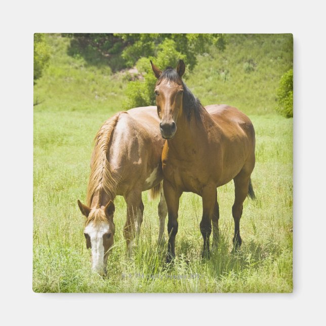 Horses in San Rafael Valley, Arizona Magnet (Front)