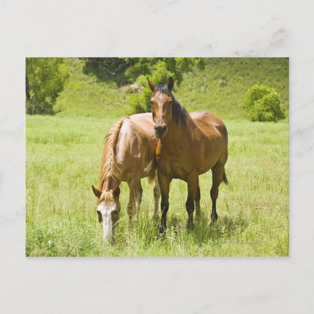 Horses in San Rafael Valley, Arizona Postcard (Front)