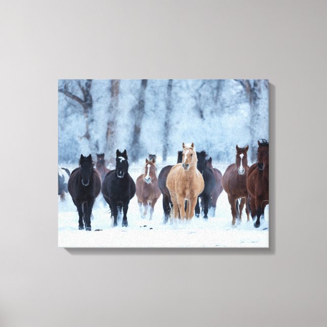 Horses in the Cold Canvas Print (Front)
