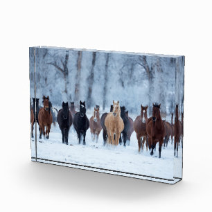 Horses in the Cold Photo Block