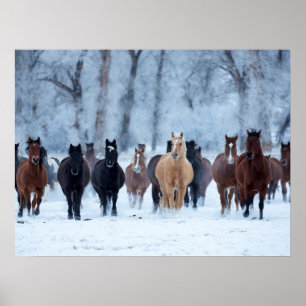 Horses in the Cold Poster