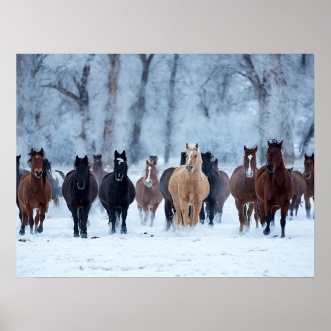Horses in the Cold Poster (Front)