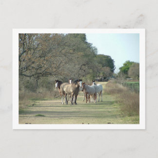 horses in the country postcard
