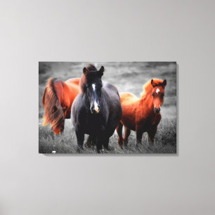 Horses In The Field Partial Colour Photography Canvas Print