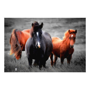 Horses In The Field Partial Colour Photography Photo Print