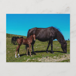 Horses in the Field Postcard