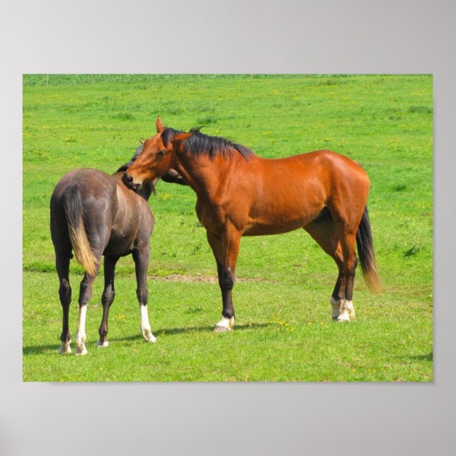 Horses in the Meadow Poster Print (Front)