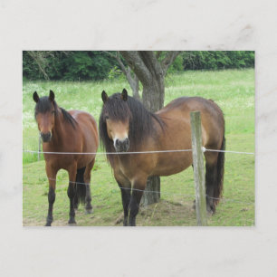 Horses in the Pasture Postcard