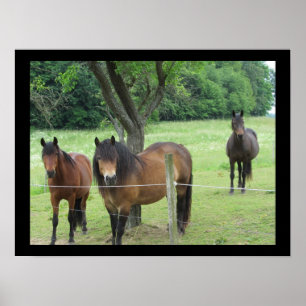 Horses in the Pasture Poster
