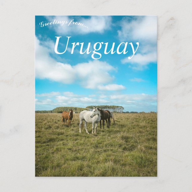 Horses in Uruguay Postcard (Front)