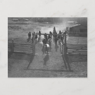 Horses into the corral postcard