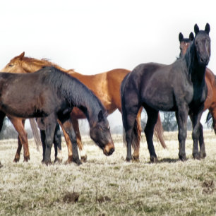 HORSES JIGSAW PUZZLE